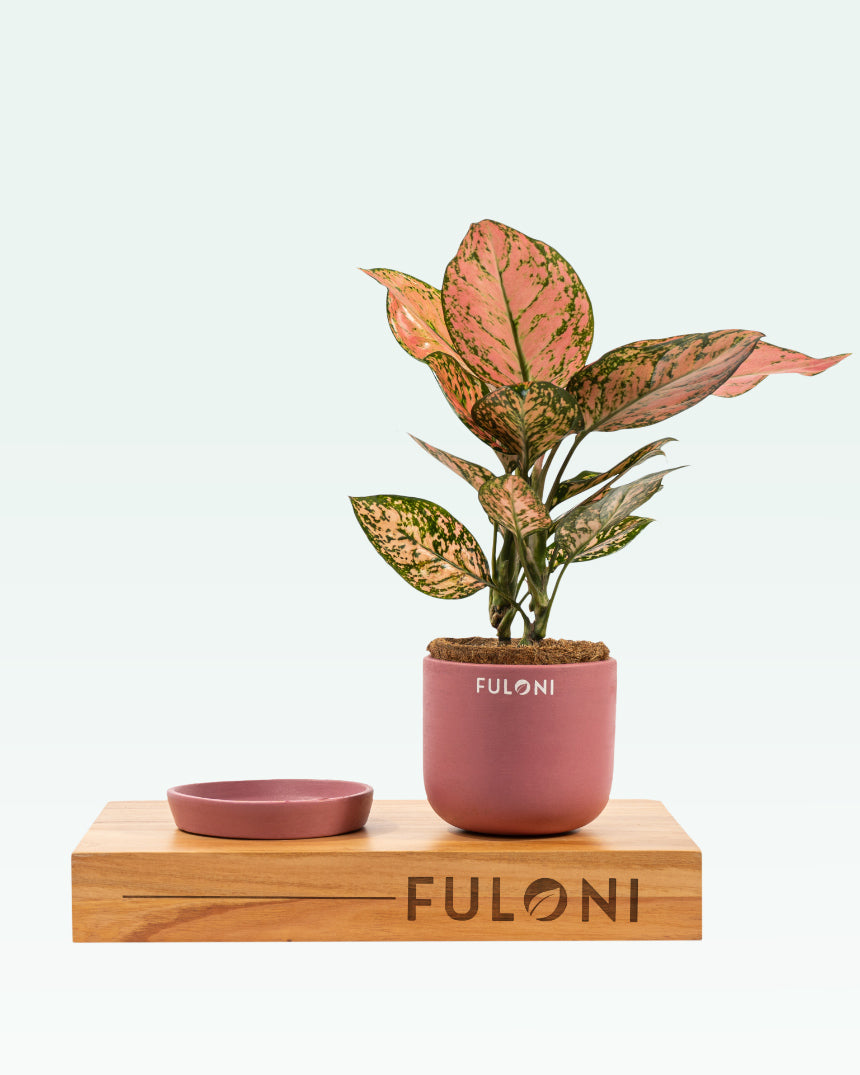 Aglaonema Pink Beauty