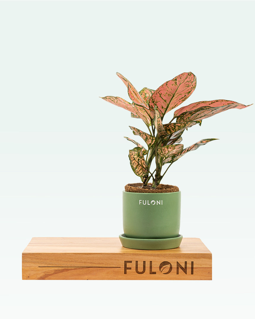 Aglaonema Pink Beauty