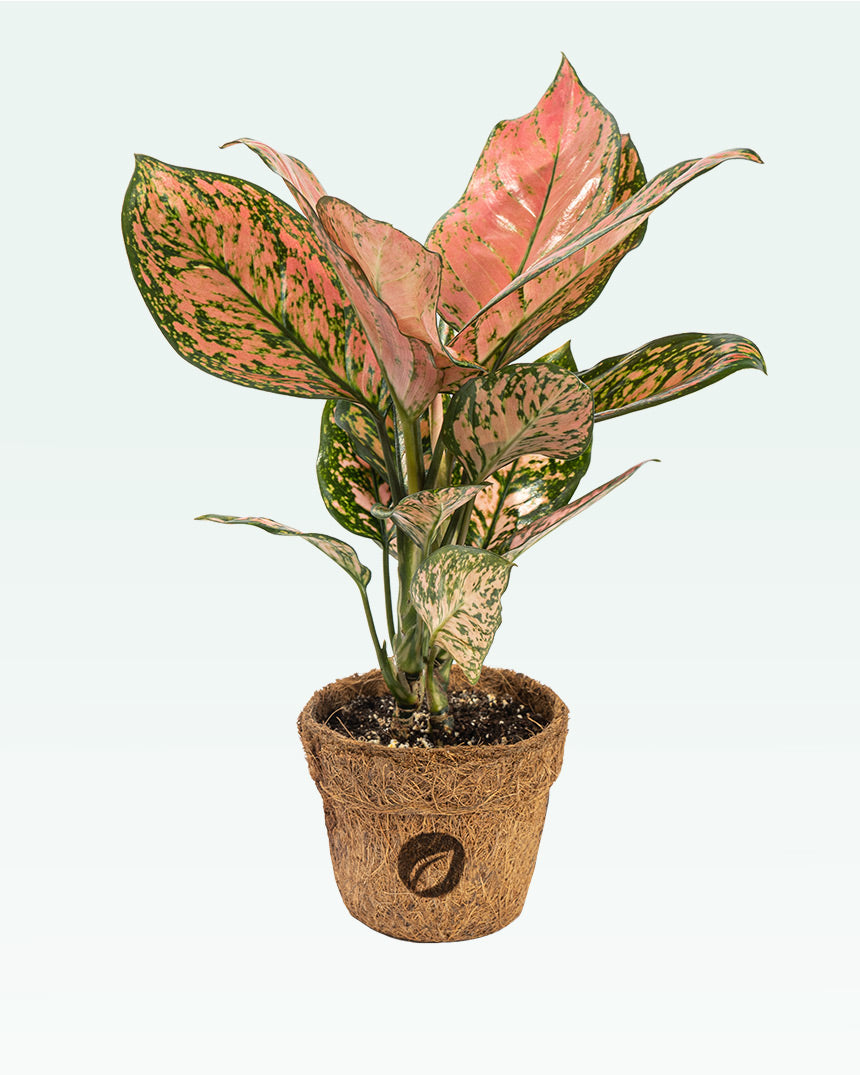 Aglaonema Pink Beauty