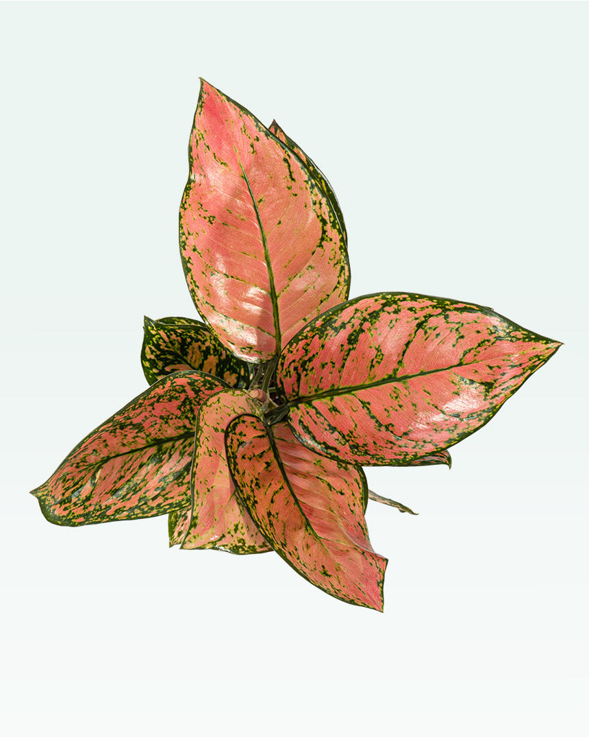 Aglaonema Pink Beauty