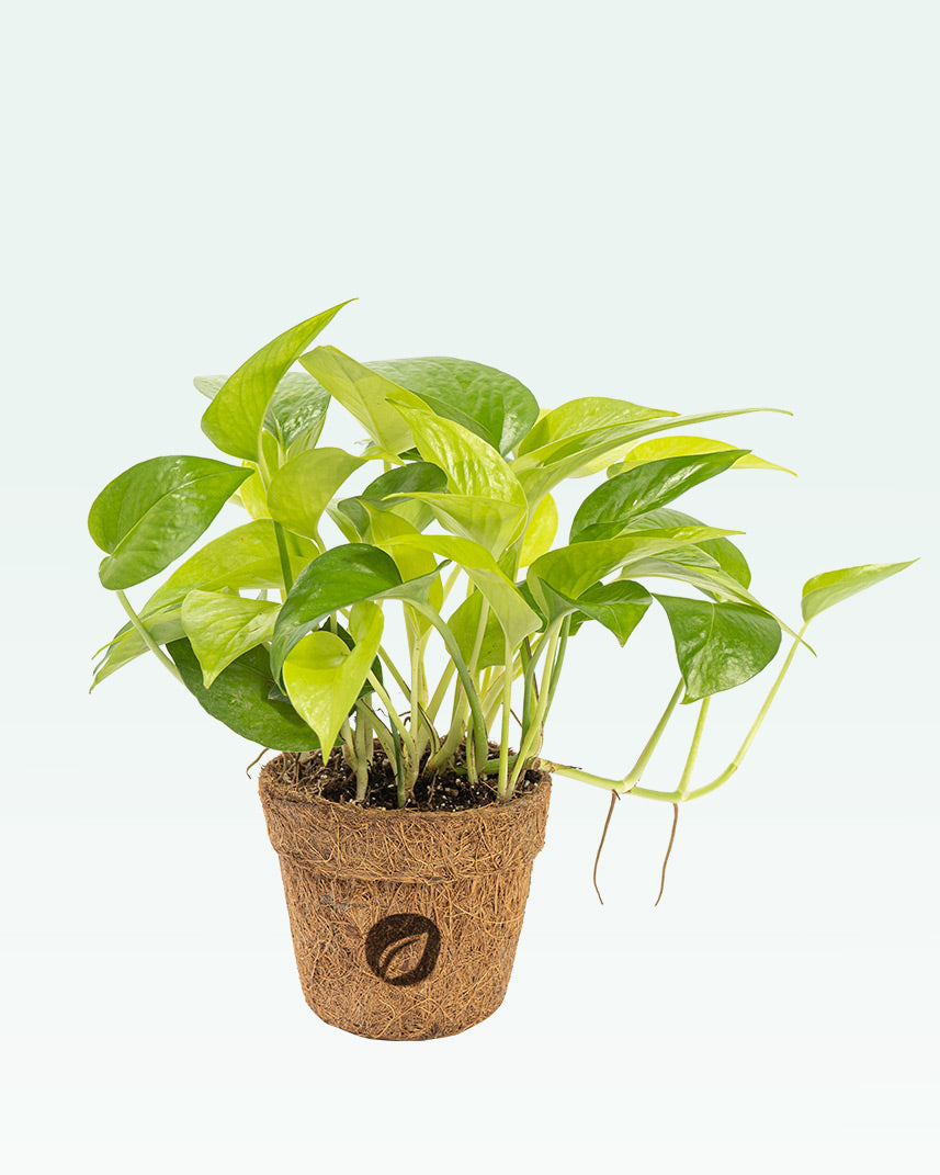 Golden Money Plant