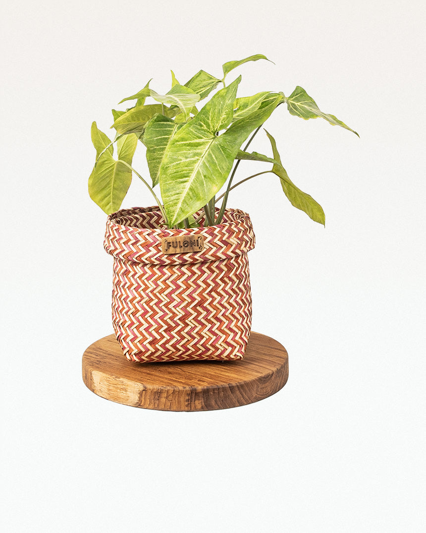 Patibet Sitalpati Planter