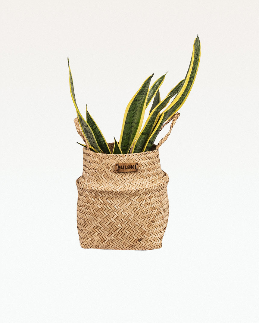 PatiDoi Sitalpati Planter