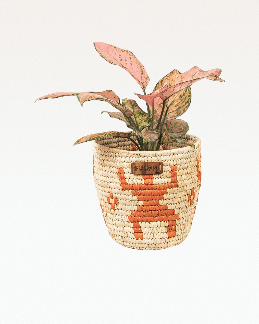 Bobai Sabaigrass Planter