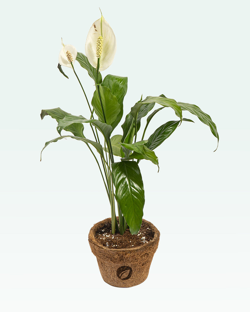 Peace Lily Plant