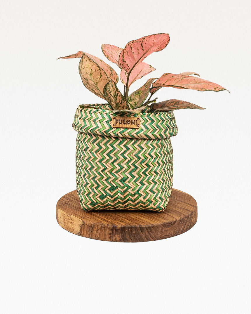 Anthus Sitalpati Planter