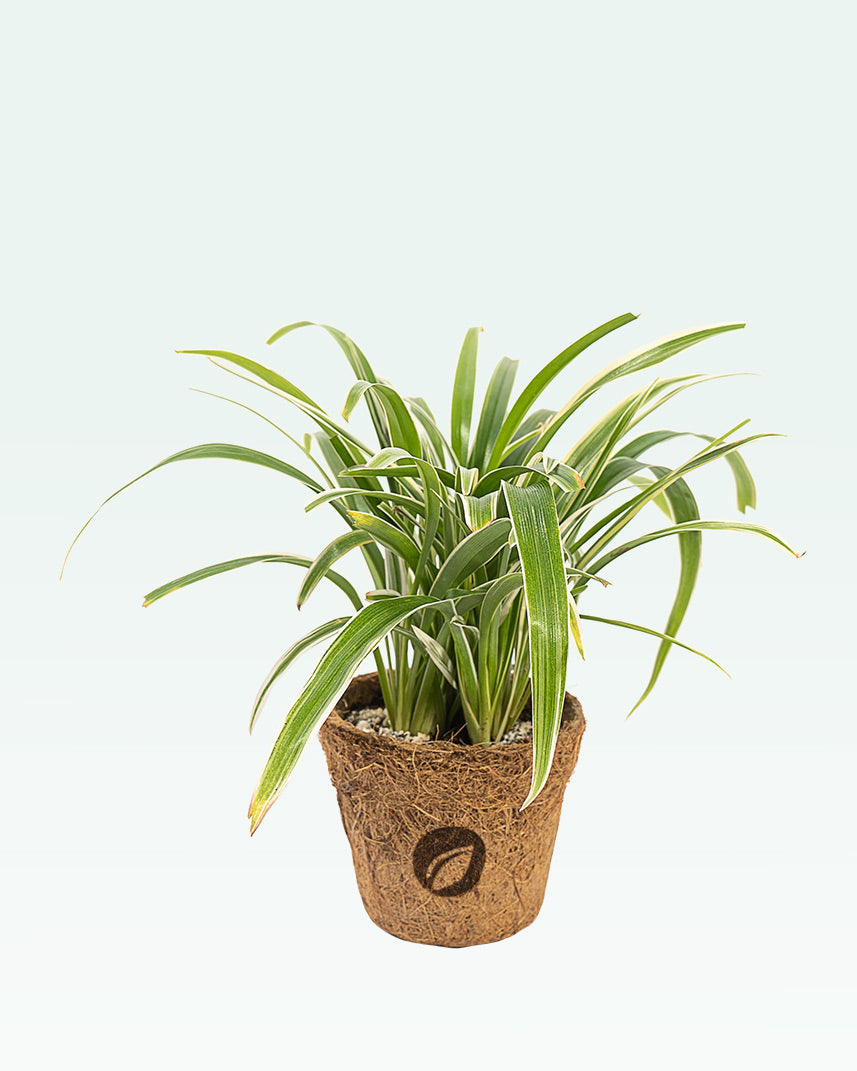 Chlorophytum Spider Plant