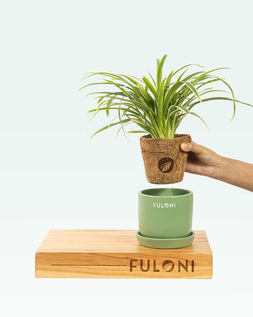 Chlorophytum Spider Plant