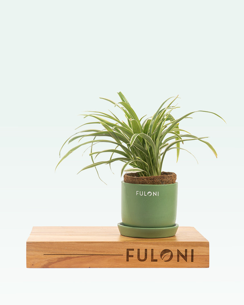 Chlorophytum Spider Plant
