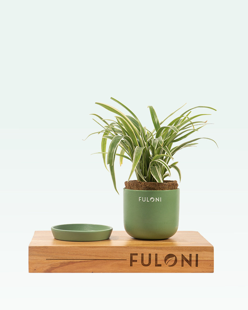 Chlorophytum Spider Plant