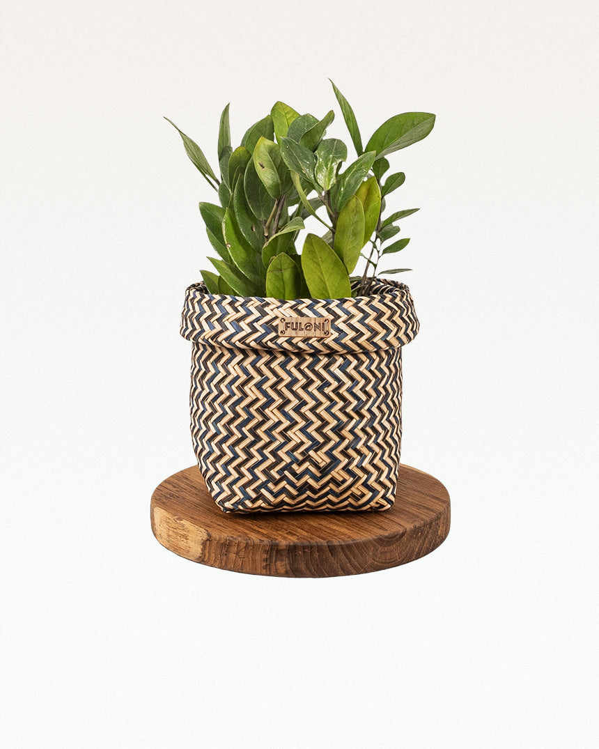 Manni Sitalpati Planter