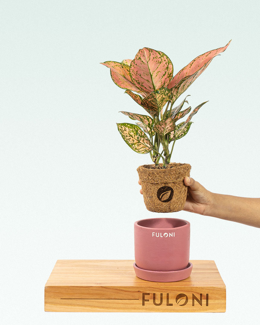 Aglaonema Pink Beauty