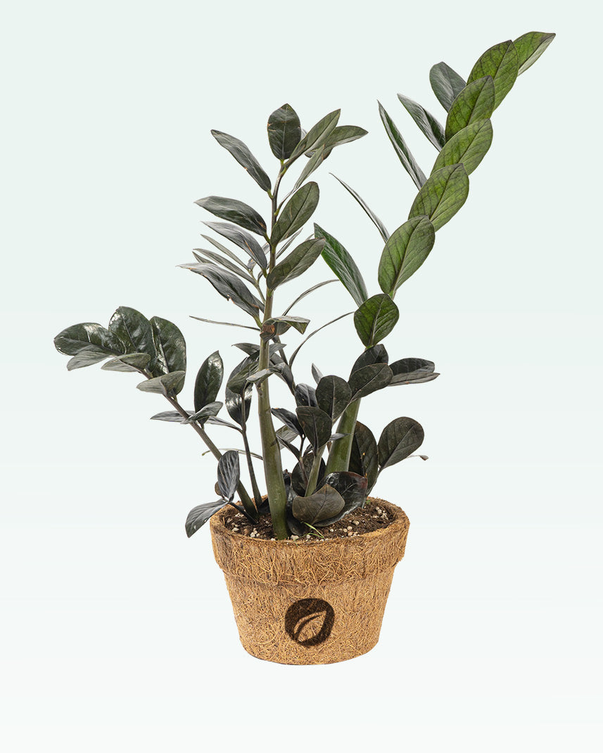 zz plant price in india Black ZZ Plant