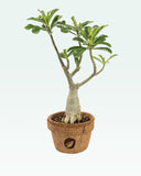 Load image into Gallery viewer, Adenium Plant