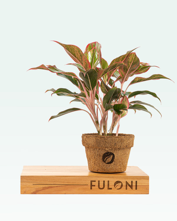 Red Aglaonema Lipstick