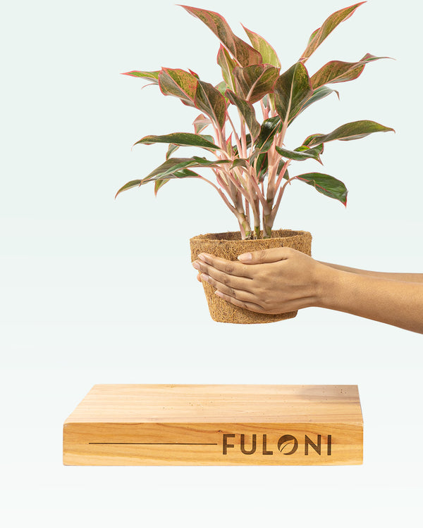 Red Aglaonema Lipstick