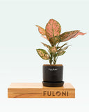 Load image into Gallery viewer, Aglaonema Pink Beauty