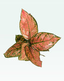 Load image into Gallery viewer, Aglaonema Pink Beauty