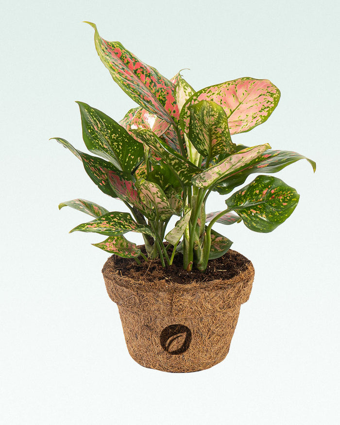 Aglaonema Pink Dalmatian