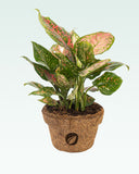 Load image into Gallery viewer, Aglaonema Pink Dalmatian