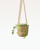 Load image into Gallery viewer, Allyott Jute Hanging Planter