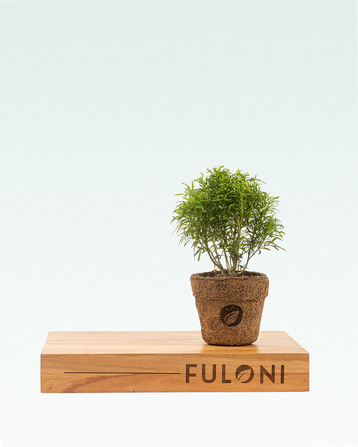 Aralia Golden