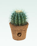 Load image into Gallery viewer, Barrel Cactus Blue