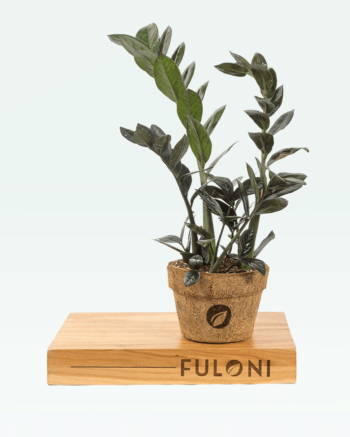 Black ZZ Plant