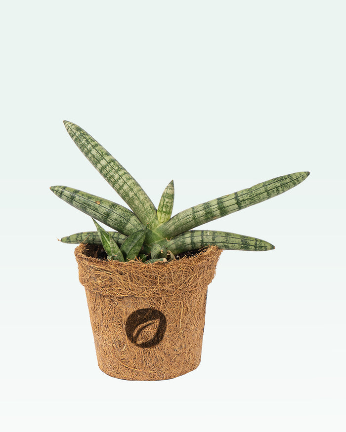 Sansevieria Boncel