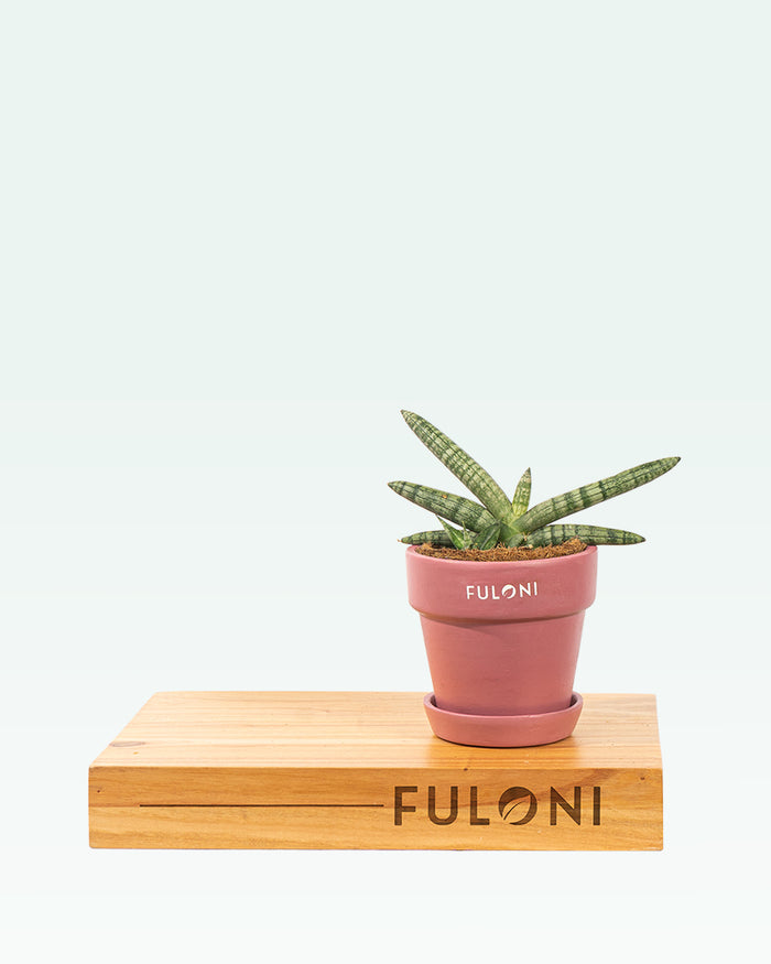 Sansevieria Boncel