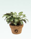 Load image into Gallery viewer, Calathea Amagris Plant