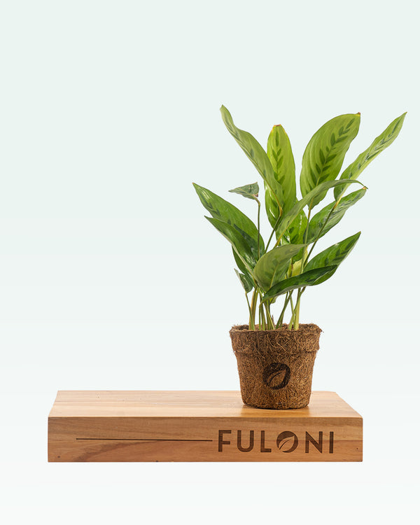 Calathea Leopardina