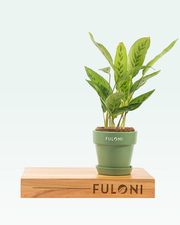 Calathea Leopardina