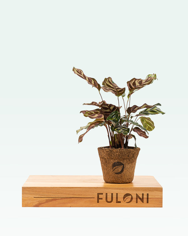 Calathea Peacock Plant