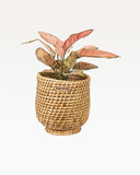 Load image into Gallery viewer, Malaca Cane Planter