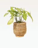 Load image into Gallery viewer, Malaca Cane Planter