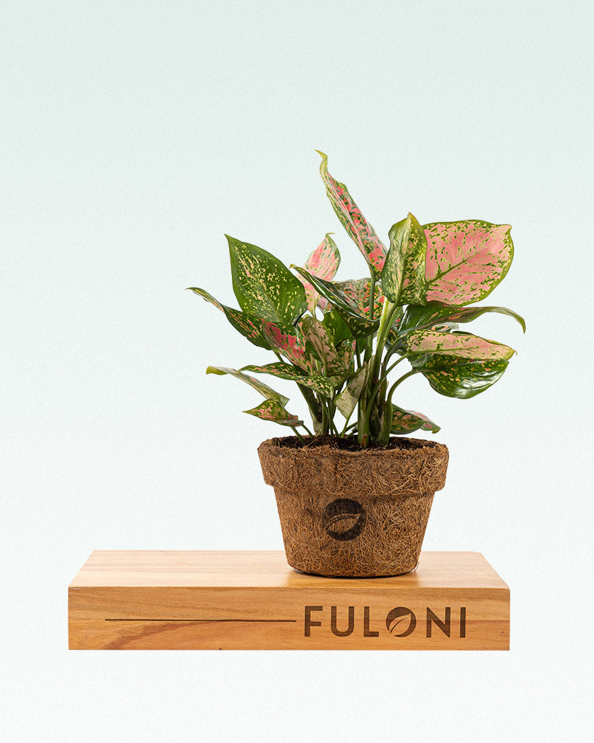 aglaonema dalmatian pink Aglaonema Pink Dalmatian