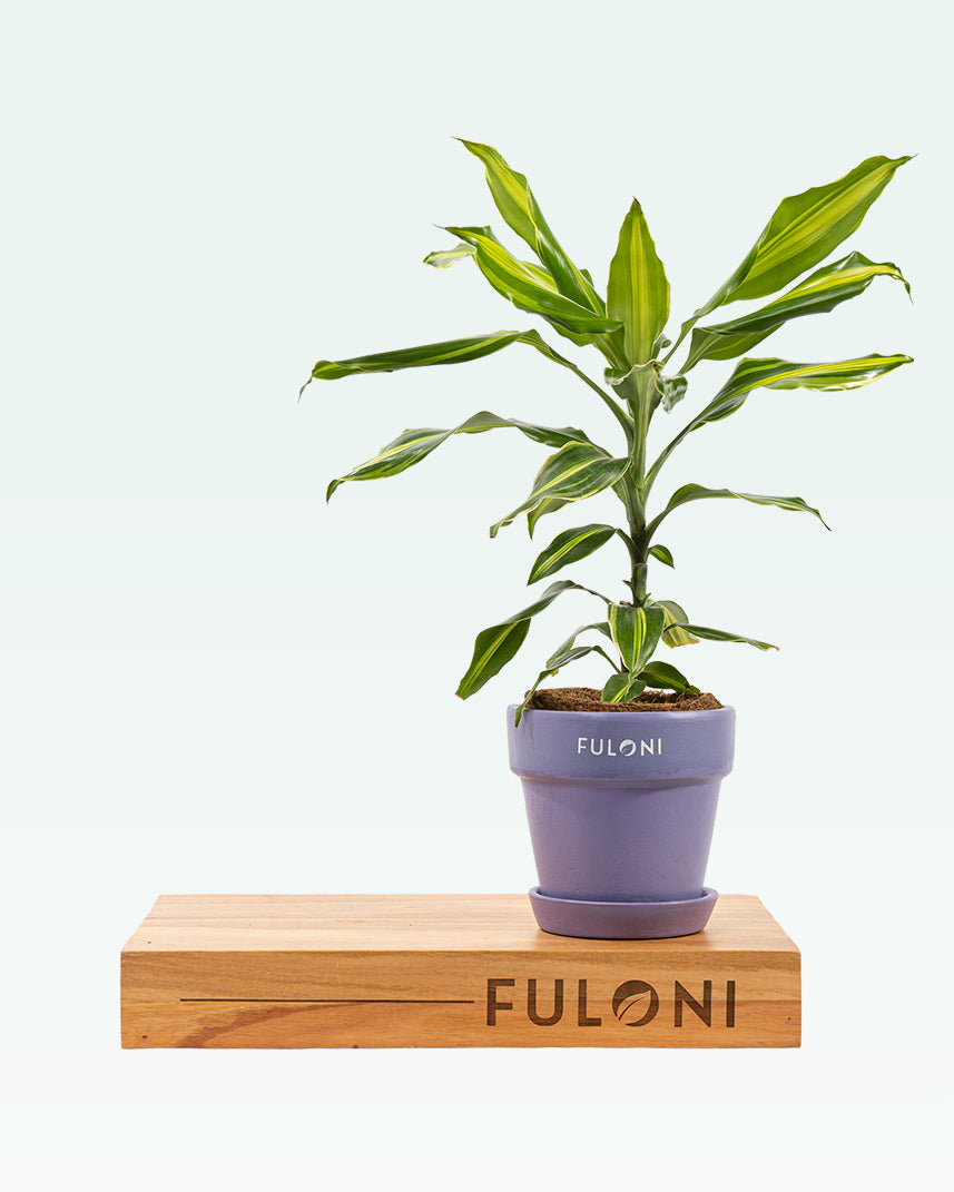 dracaena fragrans young Dracaena Fragrans