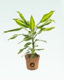Load image into Gallery viewer, Dracaena Fragrans