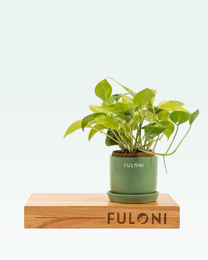 Golden Money Plant