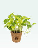 Load image into Gallery viewer, Golden Money Plant
