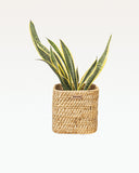 Load image into Gallery viewer, Dume Cane Planter