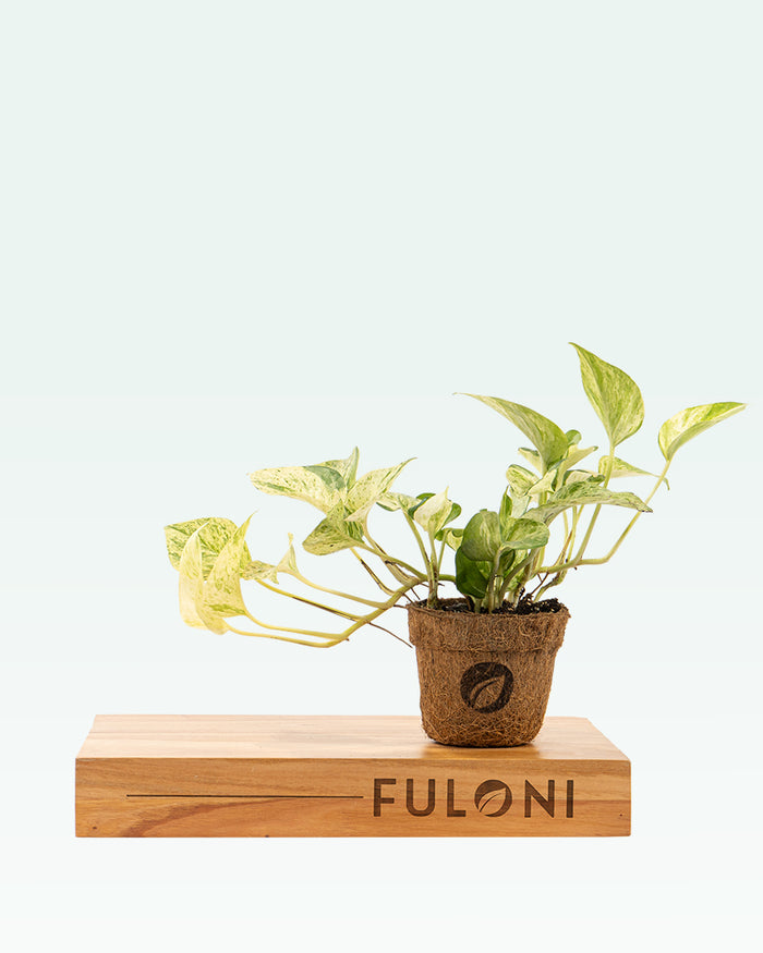 Marble Queen Money Plant