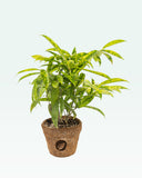 Load image into Gallery viewer, Dracaena Golden Milky Plant