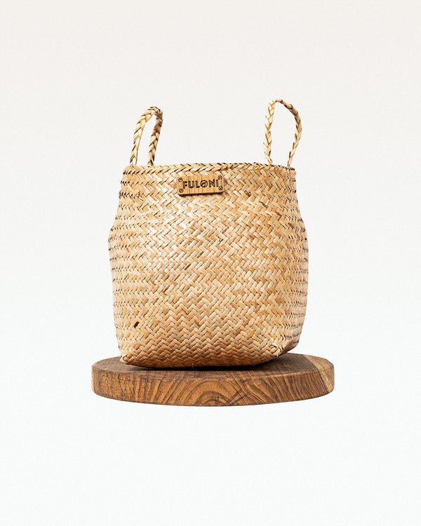 Paitara Sitalpati Planter