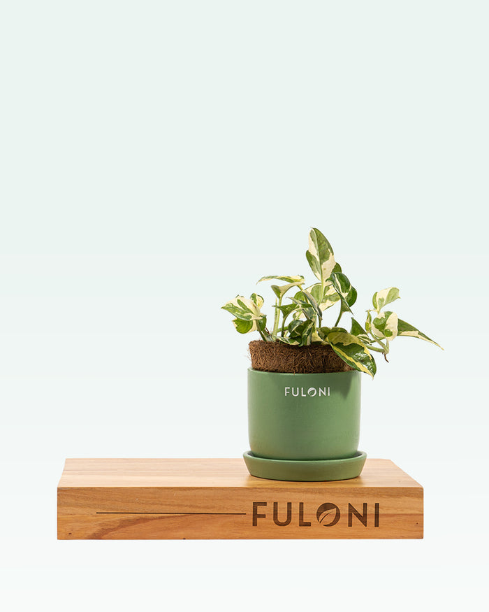 Money Plant N’Joy
