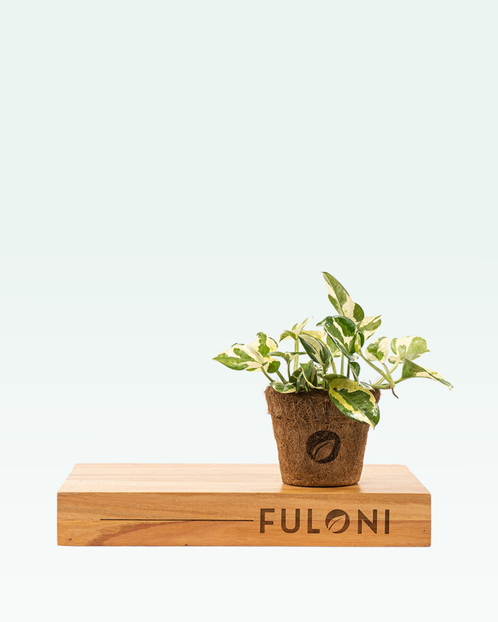 Money Plant N’Joy