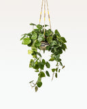 Load image into Gallery viewer, latus Sabaigrass Hanging Planter