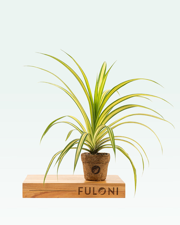 Pandanus Variegated