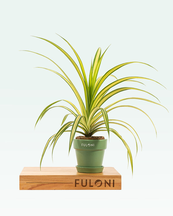 Pandanus Variegated